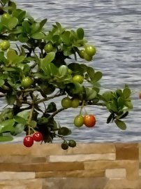 Thuyền anh ra khơi với cánh buồm đầy hoa trái