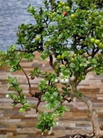 Thuyền anh ra khơi với cánh buồm đầy hoa trái