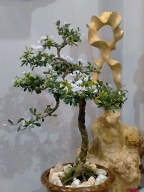Linh sam hoa trắng tinh khôi