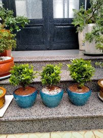 Trang vàng mini vườn cộng đồng được thay chậu mới