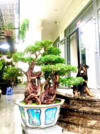 Tác phẩm: Gia đình Hạnh Phúc