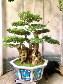 Tác phẩm: Gia đình Hạnh Phúc