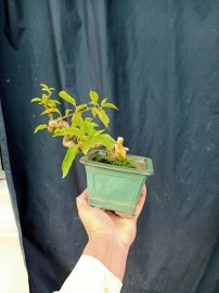 Hoa giấy mini 300k