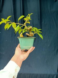 Hoa giấy mini 300k