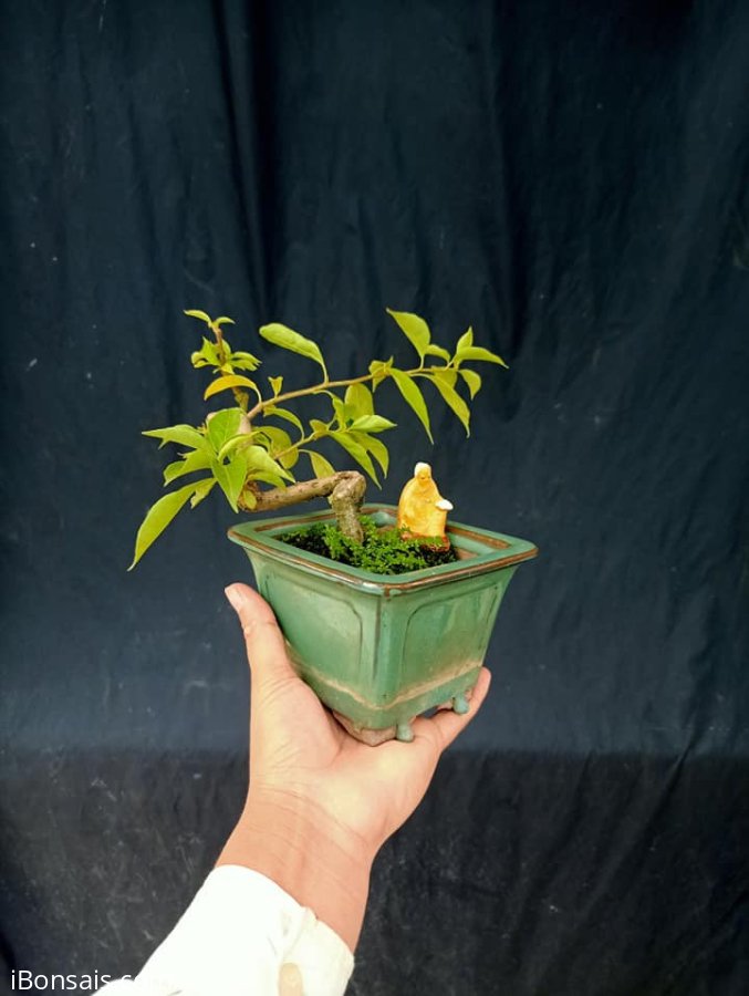 Hoa giấy mini 300k