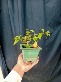Hoa giấy mini 300k