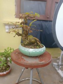 Lộc vừng lùn lực 1.2tr, bao ship