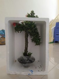 Cây trang đỏ dáng trực từ vườn cộng đồng Bonsai