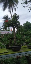 Cây trang đỏ dáng trực từ vườn cộng đồng Bonsai
