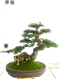 Cần Thăng cổ lão