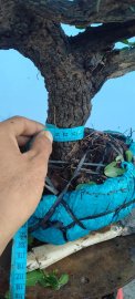 Cây cẩm thị mới về