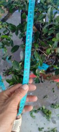 Cây cẩm thị mới về