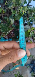Cây cẩm thị mới về