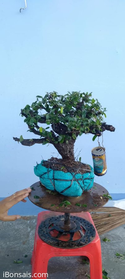 Cây cẩm thị mới về
