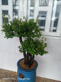 Hải Châu đấu giá chương trình từ thiện