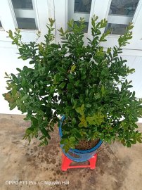 Hải Châu đấu giá chương trình từ thiện
