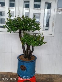 Hải Châu đấu giá chương trình từ thiện