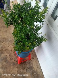 Hải Châu đấu giá chương trình từ thiện