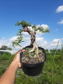 Bonsai hàng chất lượng giá từ 150k-300k