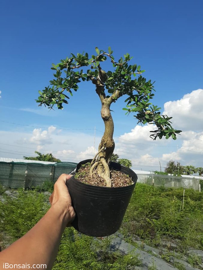 Linh Sam 300k