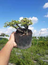 Bonsai hàng chất lượng giá từ 150k-300k