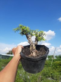 Bonsai hàng chất lượng giá từ 150k-300k