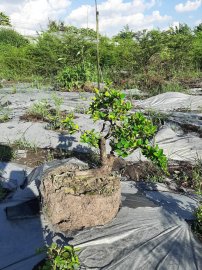 Bonsai hàng chất lượng giá từ 150k-300k