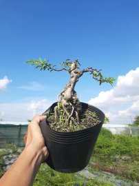 Bonsai hàng chất lượng giá từ 150k-300k