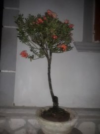Cây trang đỏ từ vườn cộng đồng Bonsai