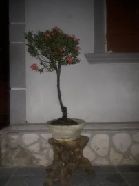 Cây trang đỏ từ vườn cộng đồng Bonsai