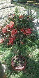 Cây trang đỏ từ vườn cộng đồng Bonsai