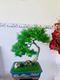 Linh sam được đắp rêu làm đẹp