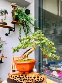Linh sam và lũa nghệ thuật
