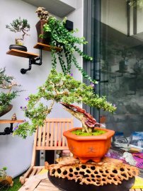 Linh sam và lũa nghệ thuật