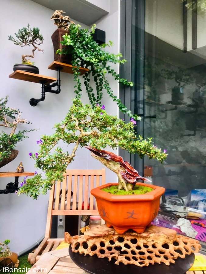Linh sam và lũa nghệ thuật