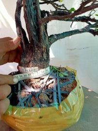 Giao lưu cây cẩm thị tàn thiên nhiên