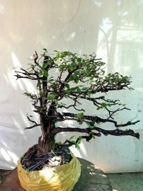 Giao lưu cây cẩm thị tàn thiên nhiên