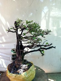 Giao lưu cây cẩm thị tàn thiên nhiên