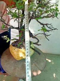 Giao lưu cây cẩm thị tàn thiên nhiên