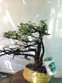 Giao lưu cây cẩm thị tàn thiên nhiên