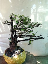 Giao lưu cây cẩm thị tàn thiên nhiên