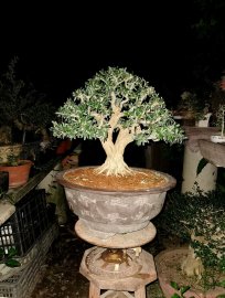 Lsam Sông hinh chia sẽ ae