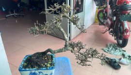 Sam núi trái. Hết trái còn zăm