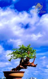Nắng mai buông xuống dịu dàng