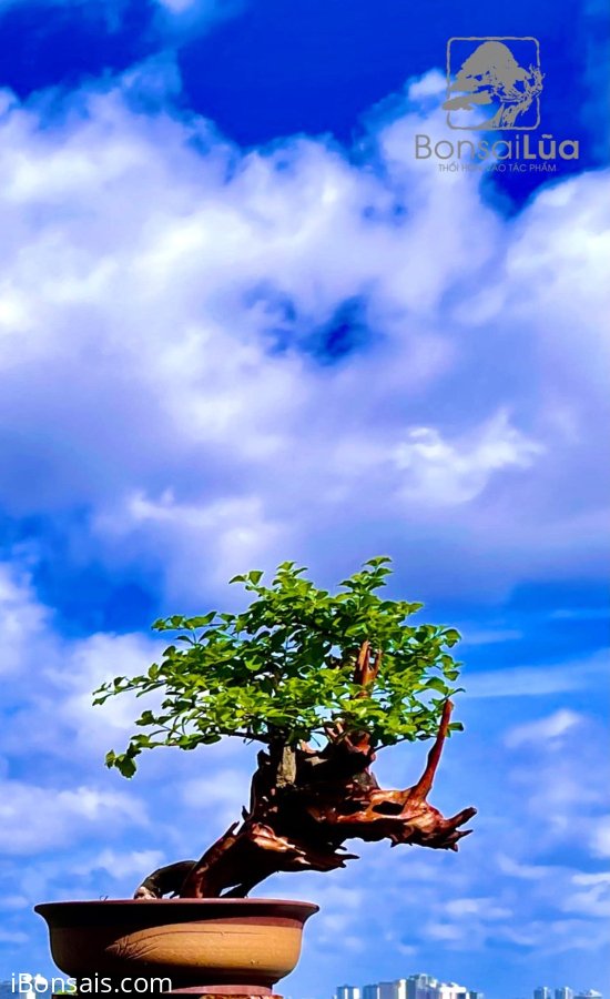 Nắng mai buông xuống dịu dàng