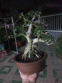 Cụ sam núi đêm khuya 