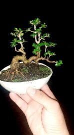 Sam Hương mini duyên dáng