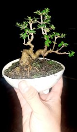 Sam Hương mini duyên dáng
