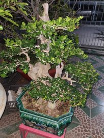 Em mang tên sam ngọc
