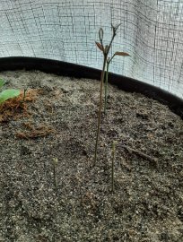 My little rambutan plant.